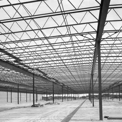 Mirro Plant #7