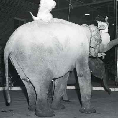Circus Elephant