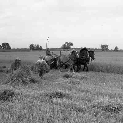 Horse Team