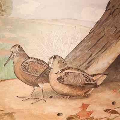 Nakamizo, Fuji (1889-1950) "American Wood Cock"