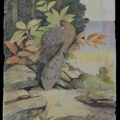 Nakamizo, Fuji (1889-1950). "Peacock Pheasant"
