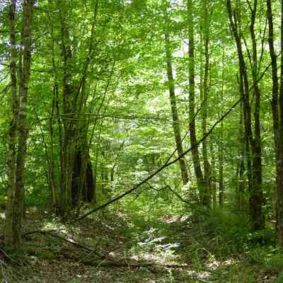 North Side of Old Possum Creek Road