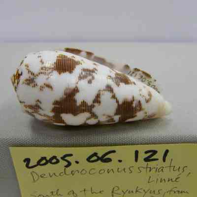 Dendroconus striatus, Linne