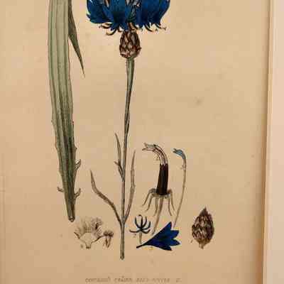 Blue Bottle (Centaurea Cyanus)