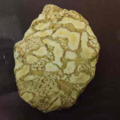 Rock/ Mineral