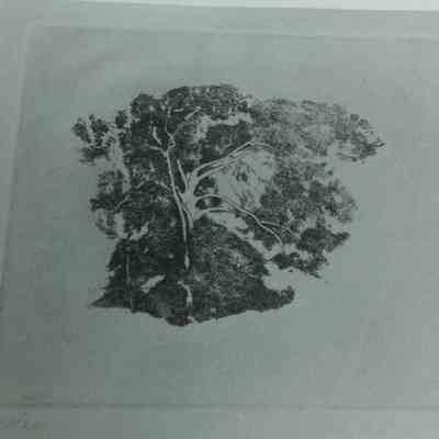 Tree Study
