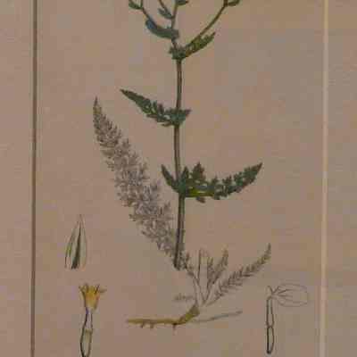 Common Yarrow (Achillea Millifolium)