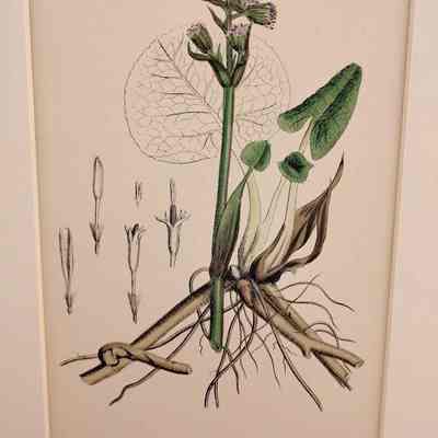 Sweet-scented Coltsfoot (Petasites Fragrans)