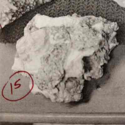 Calcite Fossil Clams