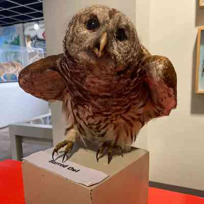 Barred Owl