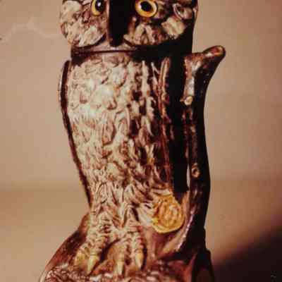 Owl, Turns Head