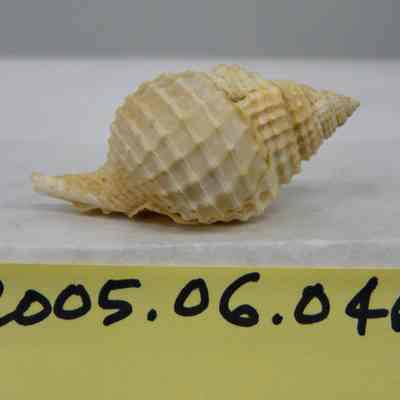 Distorsio reticulata, Roding