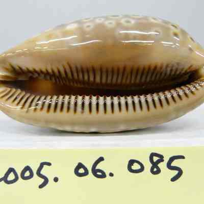 Cypraea cervus, Linne
