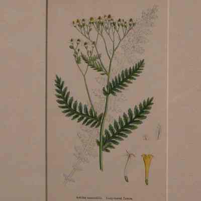 Tansy-leaved Yarrow (Achillea Tanacetifolia)