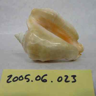 Queen Conch or Pink Conch (Strombus gigas, Linne)