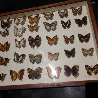 Butterflies and Moths