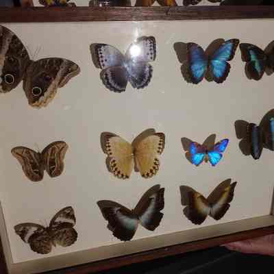 Butterflies and Moths