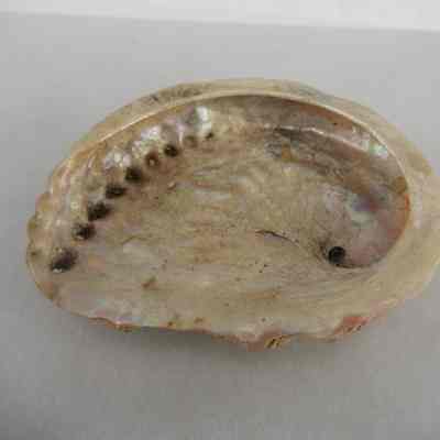 Abalone Shell
