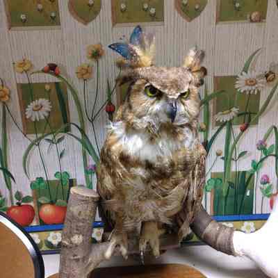 Taxidermy