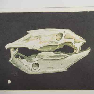 Skulls