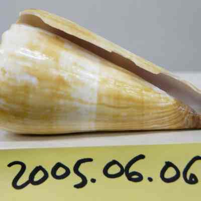 Conus distans, Hwass