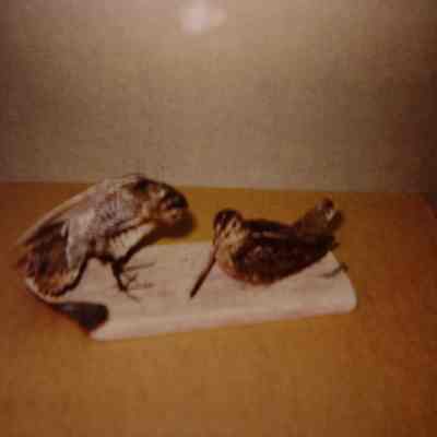 Taxidermy