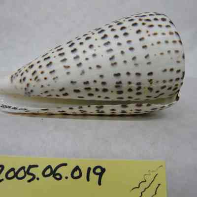 Leopard Cone (Conus leopardus, Roding)