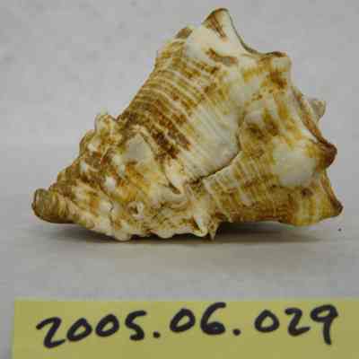 Caribbean Vase Shell (Vasum muricatum, Born)