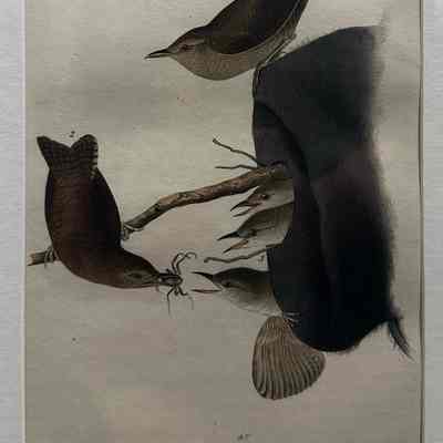 House Wren in an Old Hat