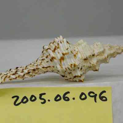 Fusinus nicobaricus, Lamarck