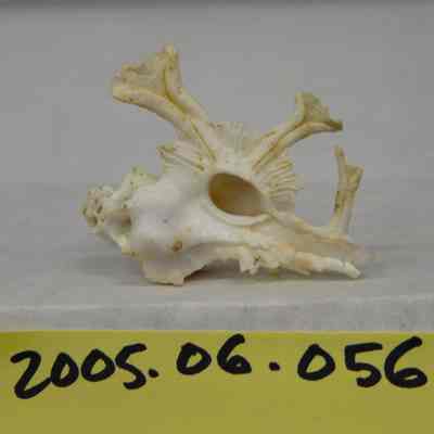 Homalocantha anatomica, Perry