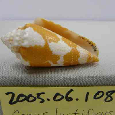 Conus luctificus, Klein