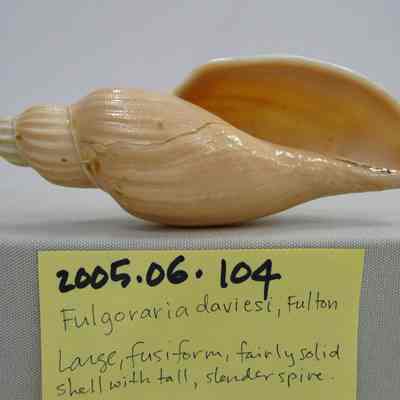 Fulgoraria daviesi, Fulton