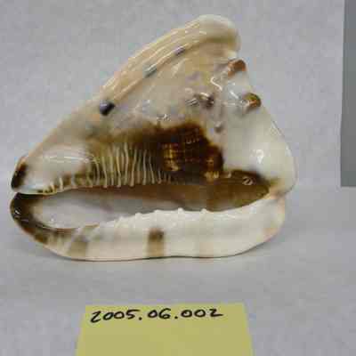 King Helmet (Cassis tuberosa Linne)