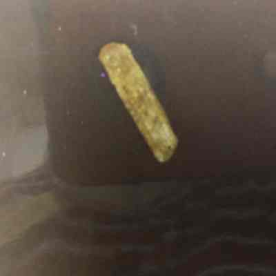 Rock/ Mineral