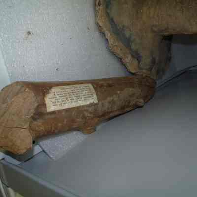 Beaver Log