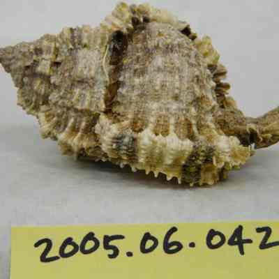 Apple Murex (Murex pomum, Gmel.)