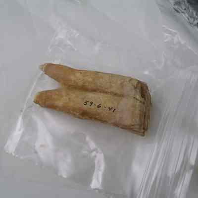 Horse tooth