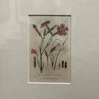 Clove Pink (Dianthus Cariophyllus)