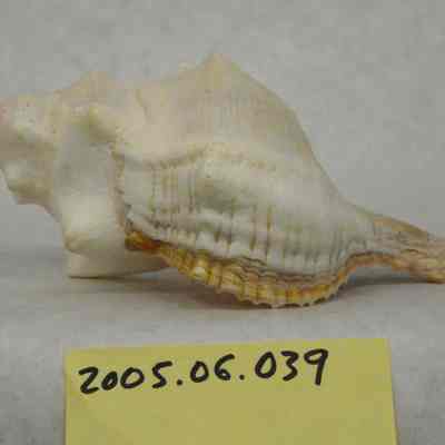 Fasciolaria heynemanni, Dunker