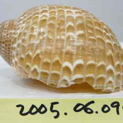 Tonna maculosa, Dillwyn