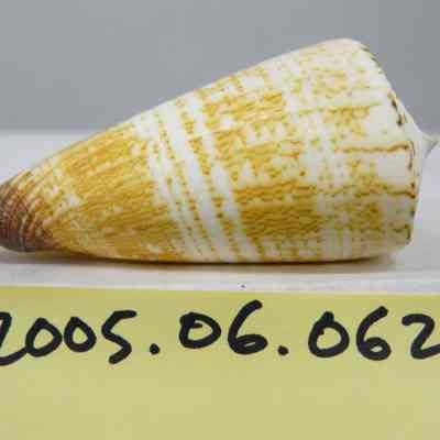 Conus consors, Sowerby