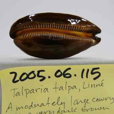 Talparia talpa, Linne