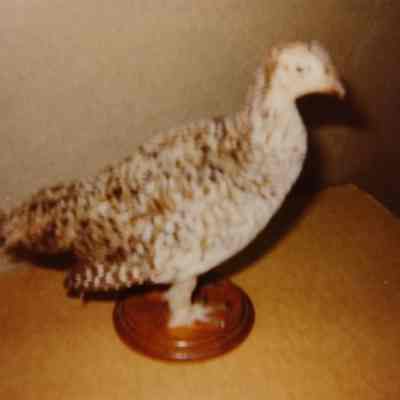 Taxidermy