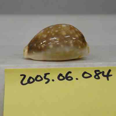 Cypraea labrolineata, Gaskoin