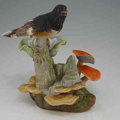 Towhee