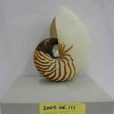 Nautilus pompilius, Linnaeus