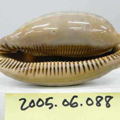 Cypraea cervus, Linne