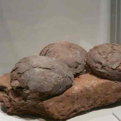 Three Fossilized Ornithopod Eggs