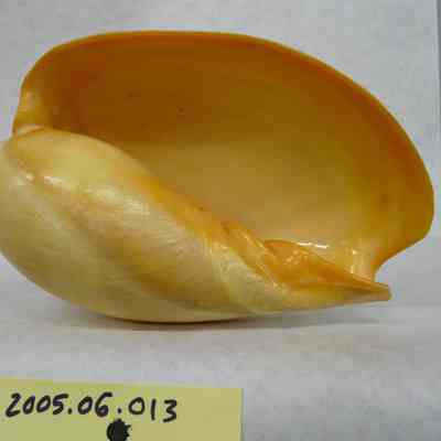 Ethiopian Volute (Melo aethiopicus, Linne)